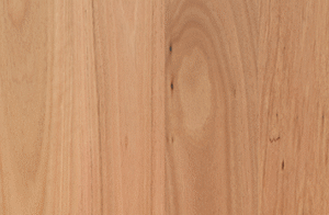Coastal Blackbutt (136mm)