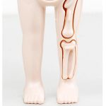 Montessori 3D Human Body Anatomy Puzzle - Toys4us